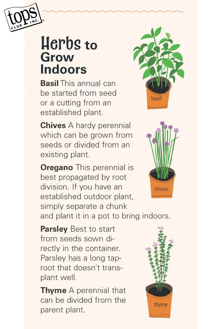 Store-bought is no match for fresh, homegrown herbs. Growing herbs indoors can be as simple as dividing one of the perennials that you grow outside and bringing it into your home. Some indoor herbs may also be grown from seed and propagated from cuttings. Most indoor herbs do well when conditions mimic a Mediterranean climate. That means plenty of light and a somewhat dry environment. Overwatering is the most common mistake when growing herbs inside. How To Grow Herbs At Home, Inside Herb Garden Ideas Kitchens, Garden Plants That Grow Well Together, Food You Can Grow Indoors, Herbs You Can Grow Inside, Easy Herbs To Grow Indoors, How To Grow Herbs From Seeds, How To Grow Herbs Indoors, Herb Garden Ideas Indoor