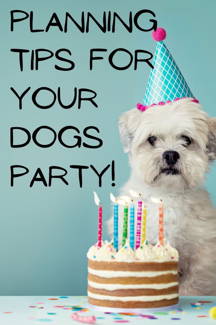 a small dog sitting in front of a birthday cake with candles on it and the words planning tips for your dogs party