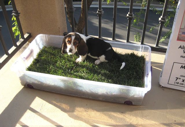 a dog laying in a bed of grass on top of a table next to a sign