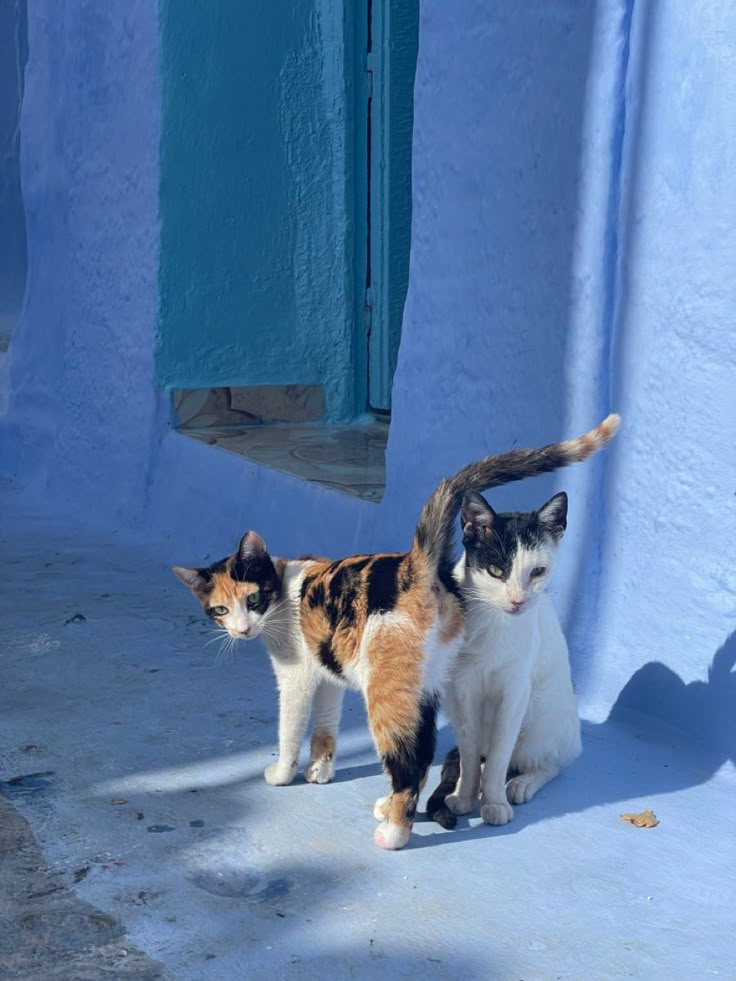 two cats standing next to each other in front of a blue building