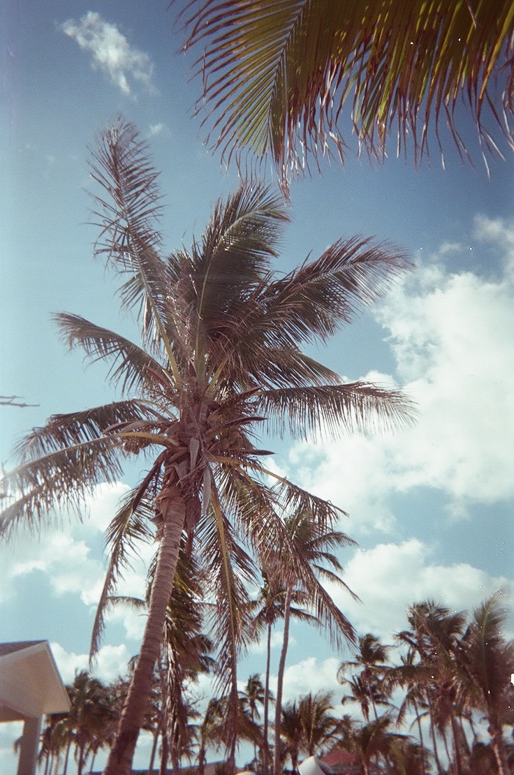 a palm tree is shown against a blue sky with white clouds in the back ground