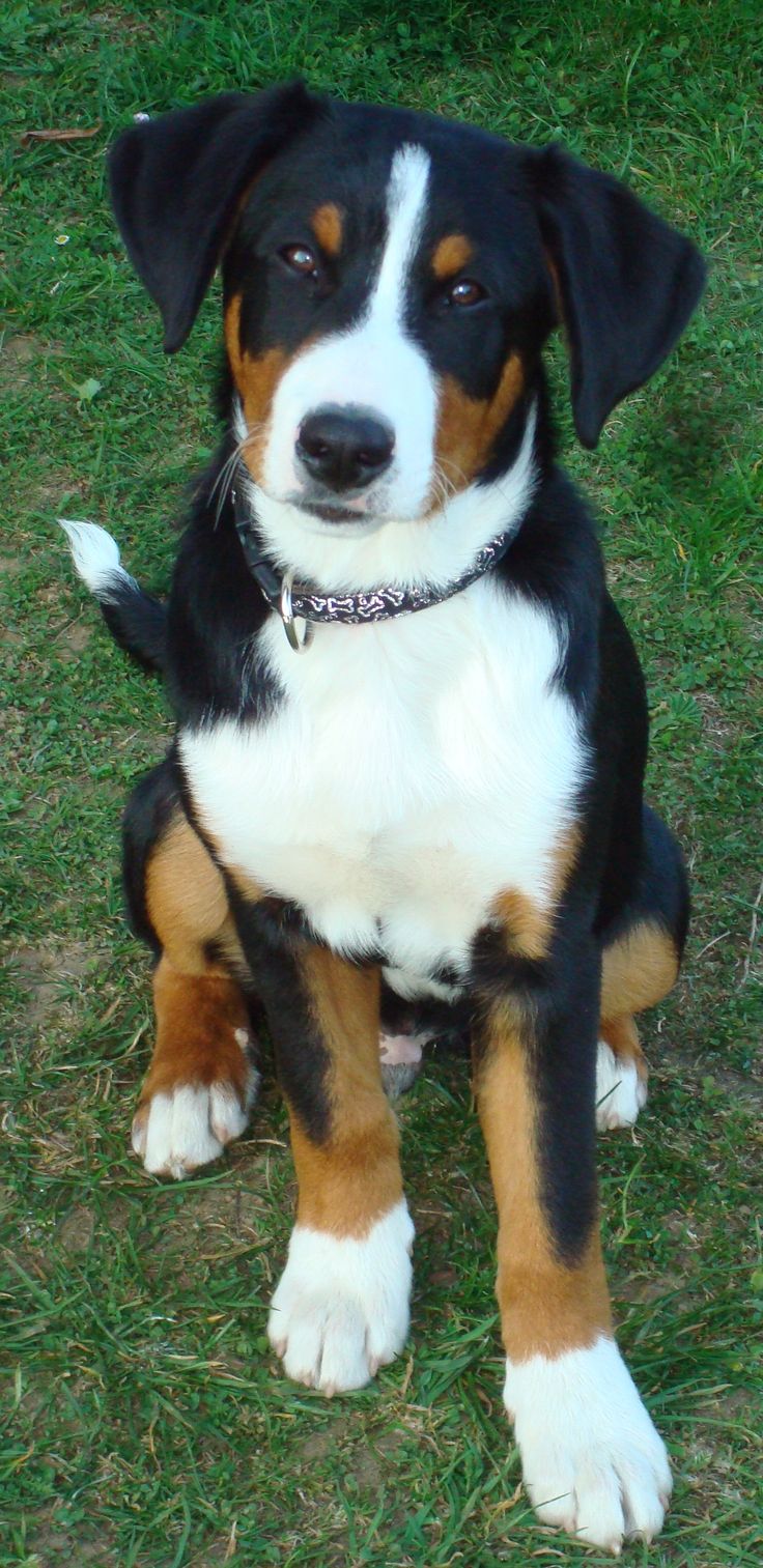 a black, brown and white dog sitting in the grass