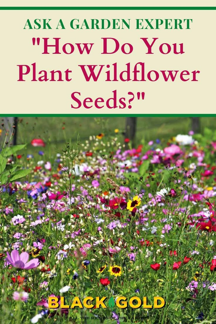 the cover of ask a garden expert how do you plant wildflower seeds?