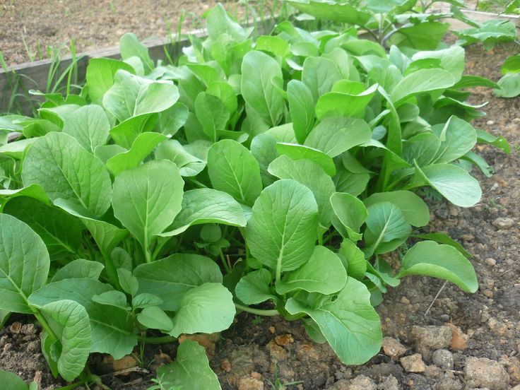 some green plants are growing in the dirt