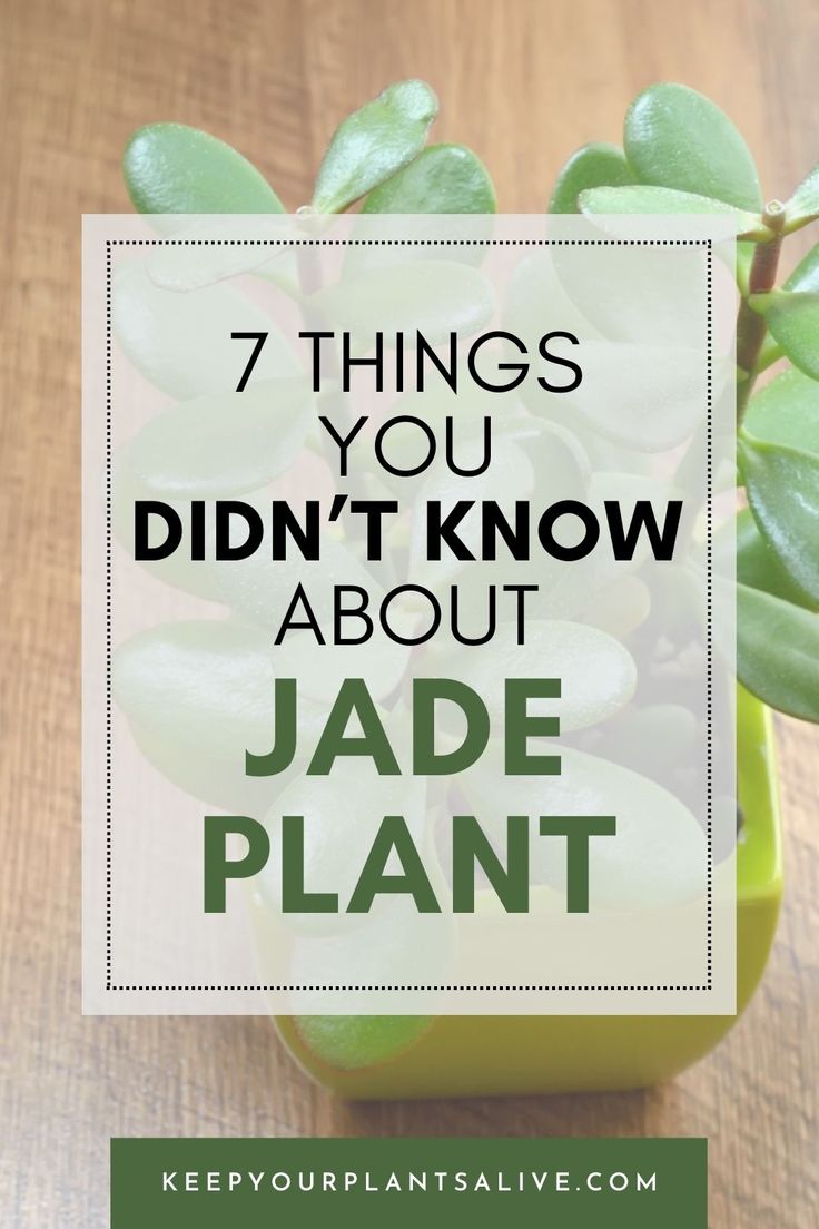 a potted plant with the words 7 things you didn't know about jade plant