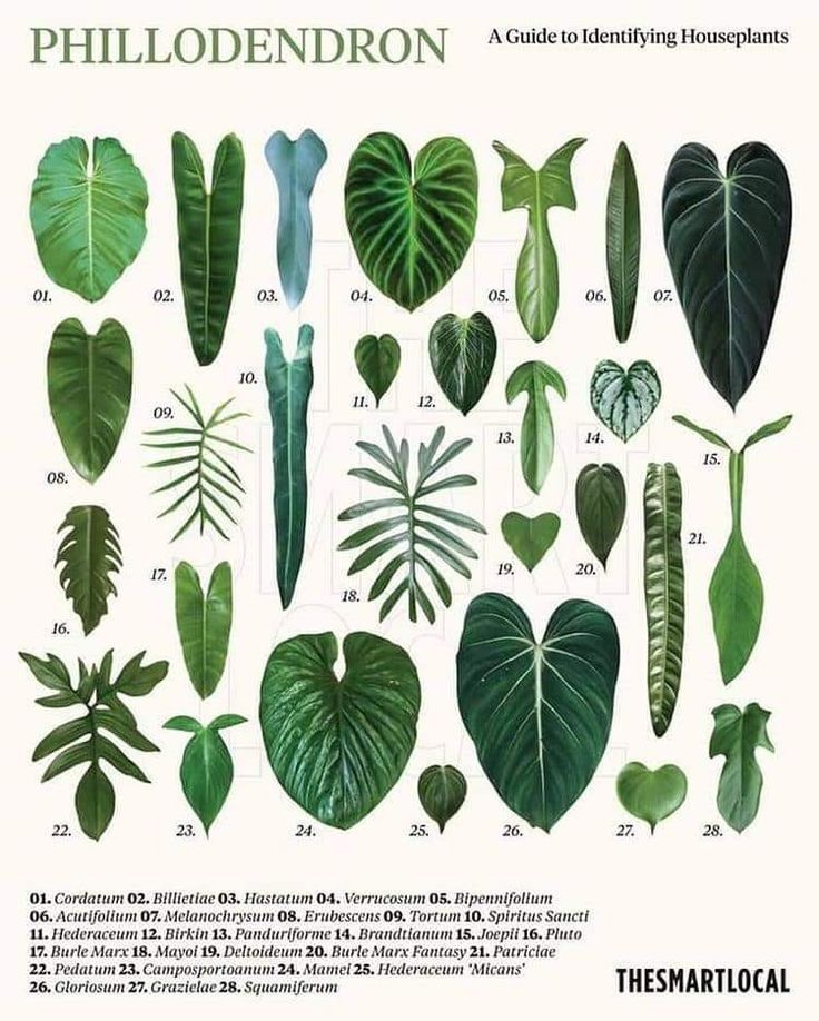 a poster with different types of plants and leaves