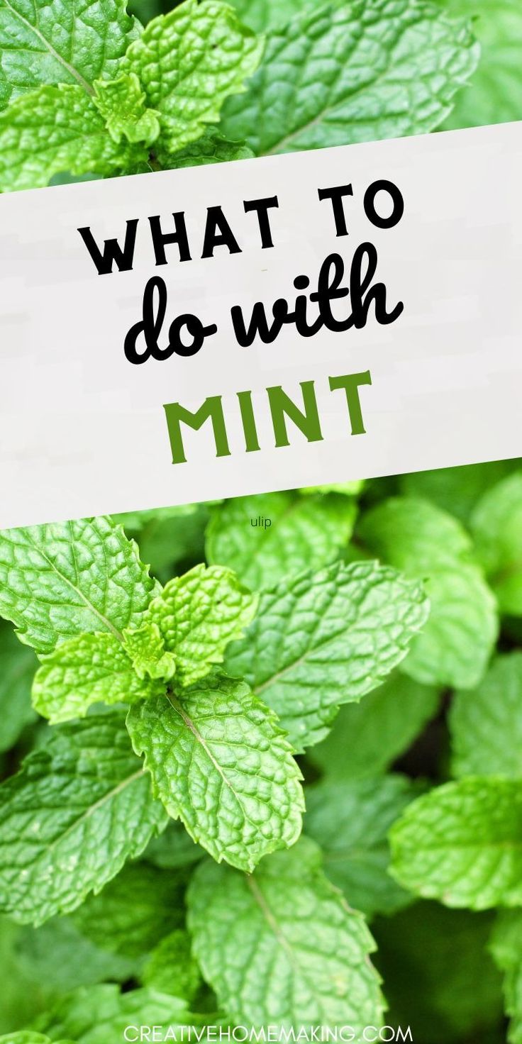 what to do with mint in the garden