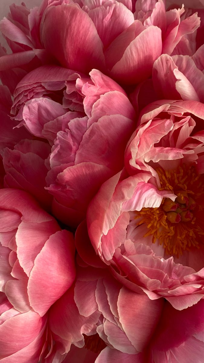 a large pink flower sitting on top of a table