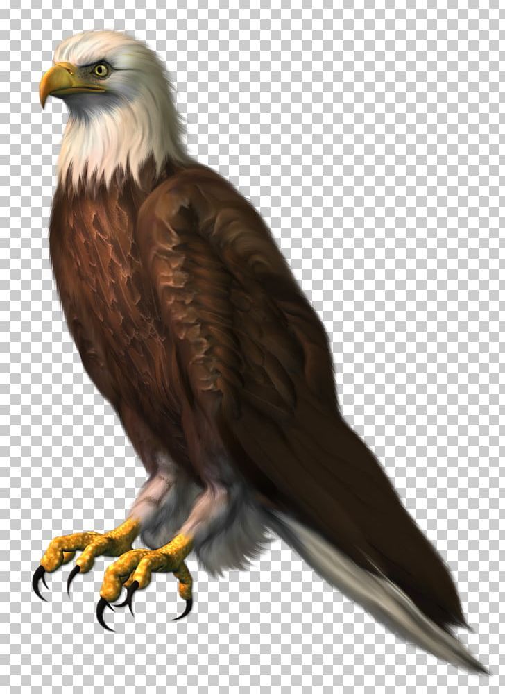 an eagle sitting on top of a white and brown bird with yellow feet, looking at the