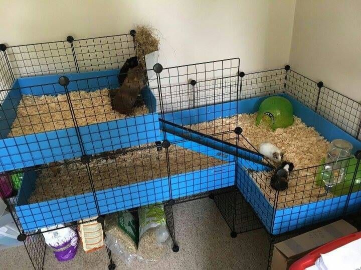 three cages with animals in them and one is on the floor next to another cage