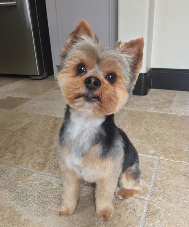 a small dog sitting on top of a tile floor