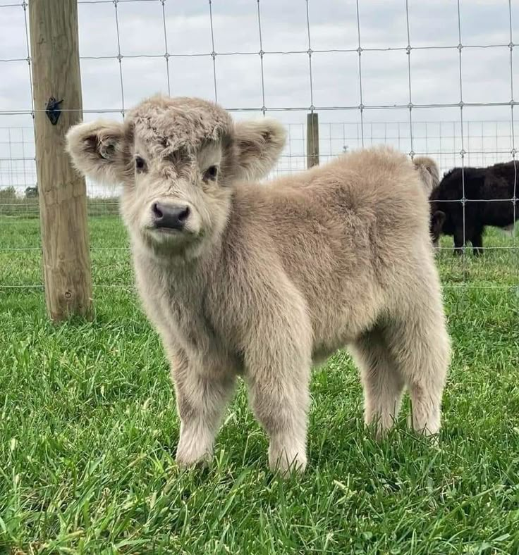 a baby cow standing in the grass next to a fence and some other animals behind it