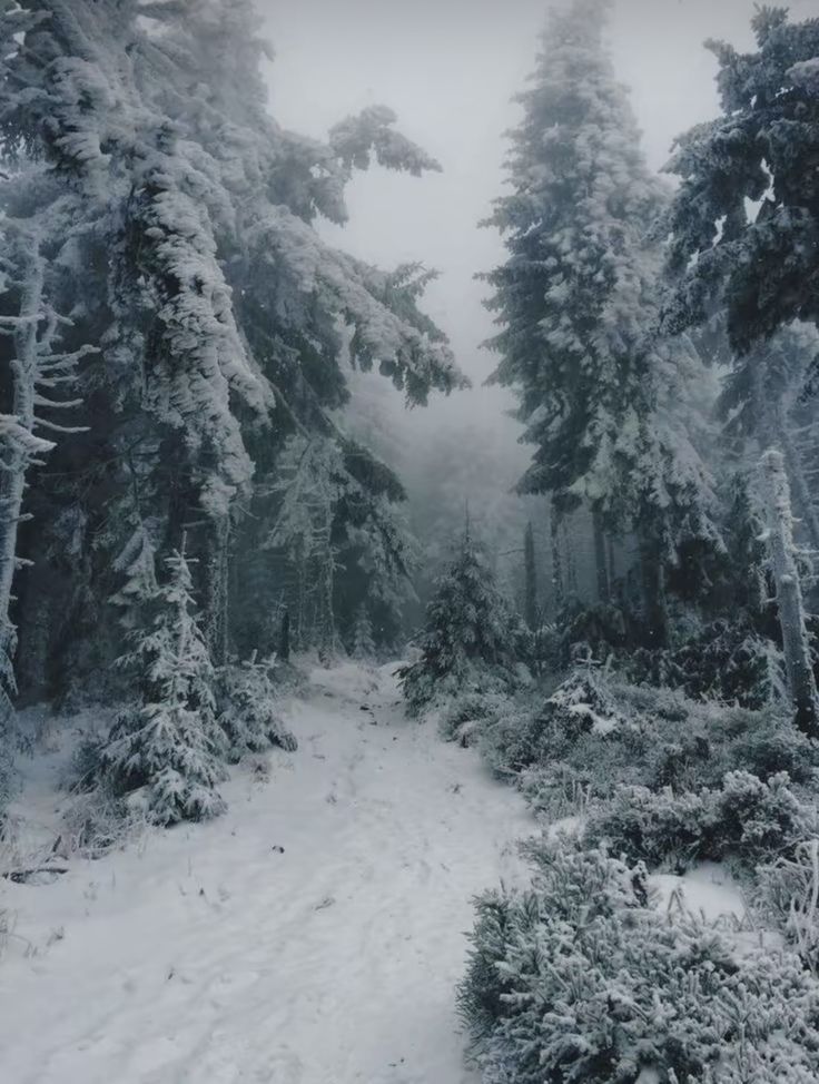 a snow covered path in the middle of a forest with lots of trees on both sides