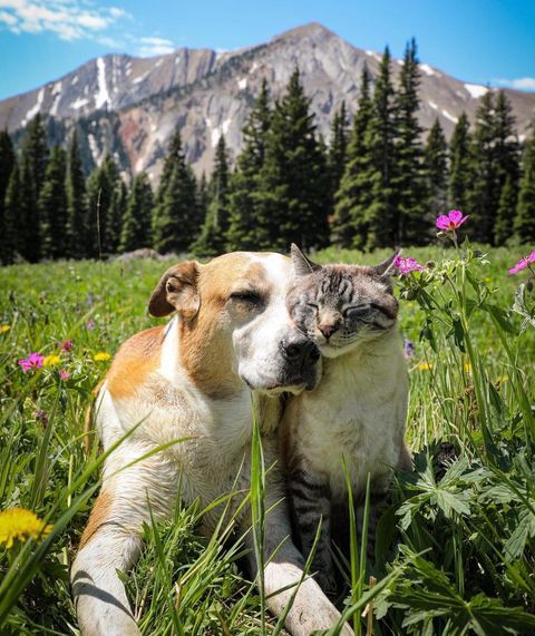 a cat and dog laying in the grass with mountains in the backgrouds