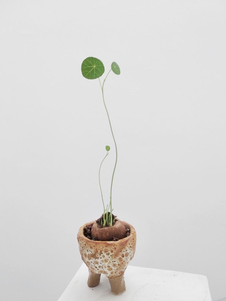 a small potted plant sitting on top of a white table next to a wall