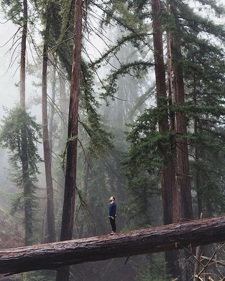 a person standing on top of a fallen tree in the forest with trees and fog