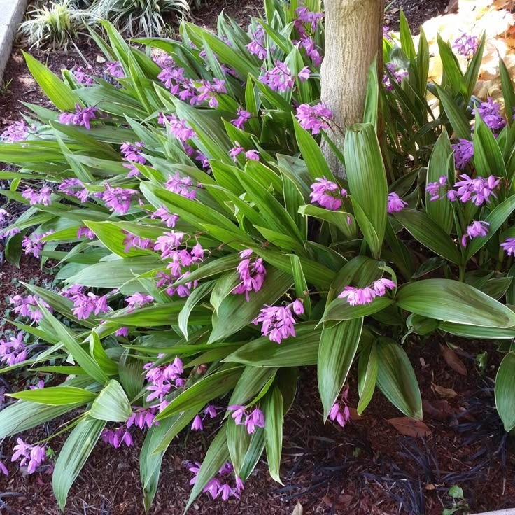 purple flowers are blooming in the garden next to a tree and mulchy ground