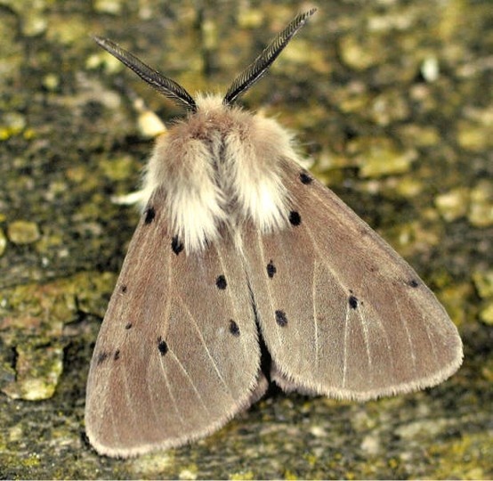 a brown and white moth sitting on the ground