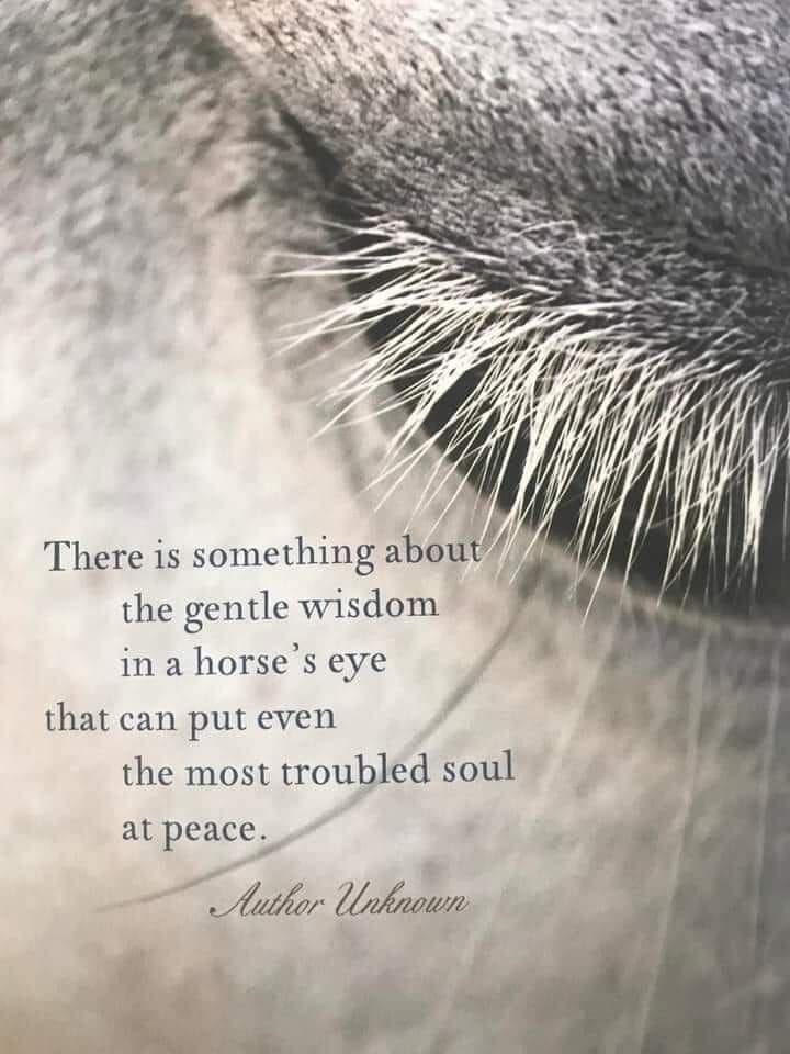 a horse's eye with the quote there is something about the gentle wisdom in a horse's eye that can put even the most troubled soul at peace