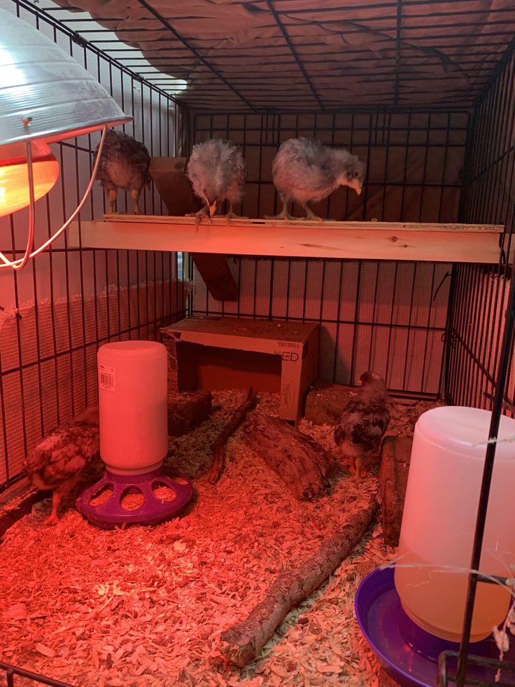 three chickens in a cage with red light coming from the ceiling and one on top of the cage