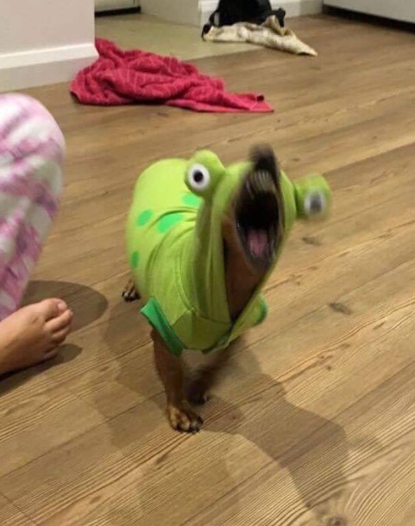 a small dog wearing a green shirt on top of a wooden floor with it's mouth open