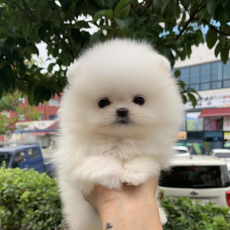 a small white dog sitting on top of a person's hand