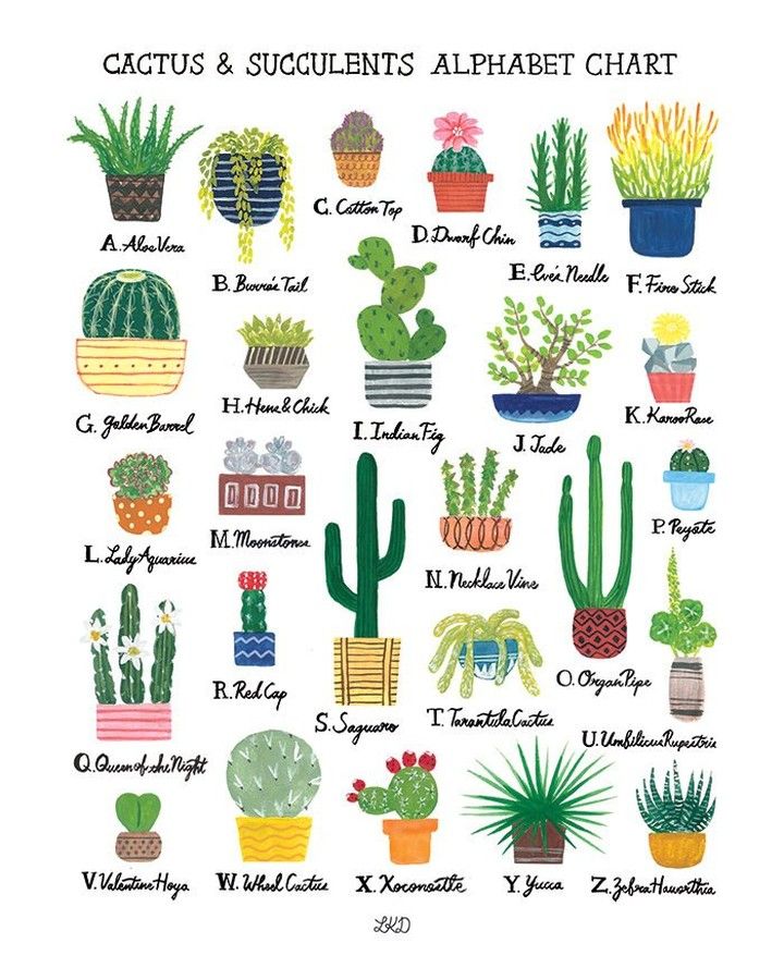 cactus and succulents alphabet chart with different types of cacti in pots