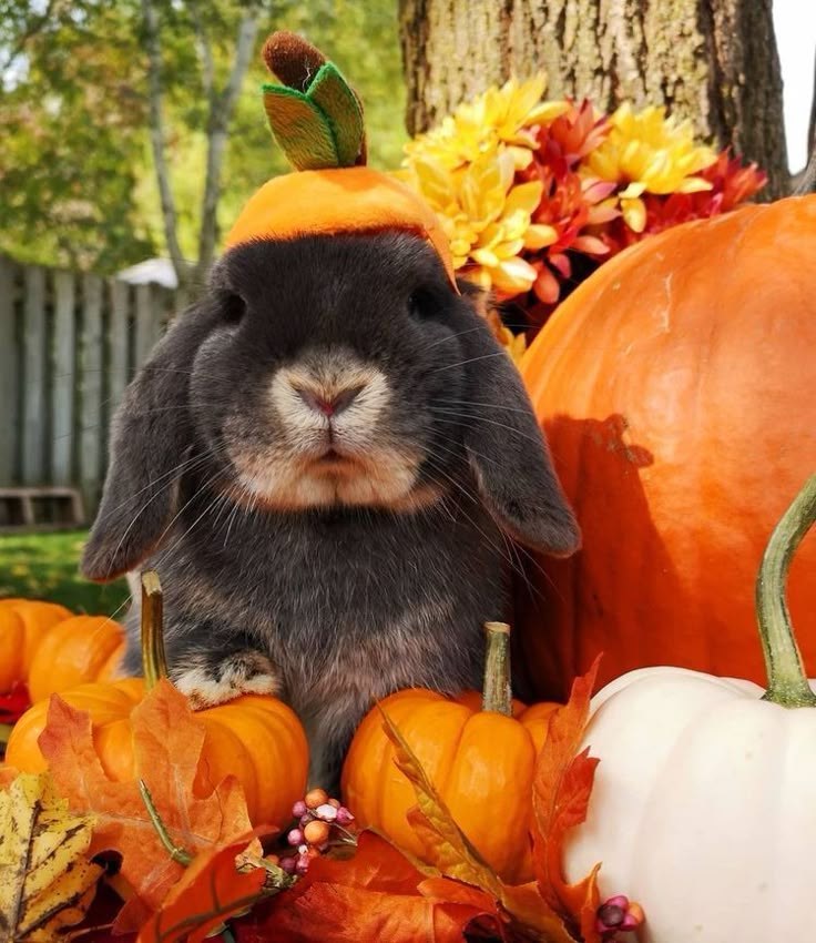 a rabbit is sitting in front of pumpkins