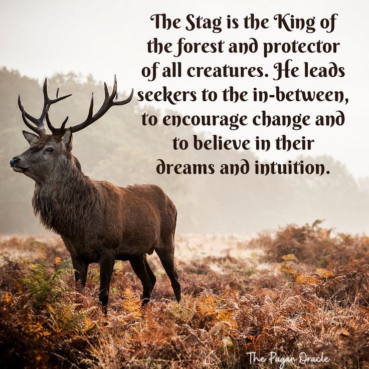 the stag is the king of the forest and protector of all creatures he leads to