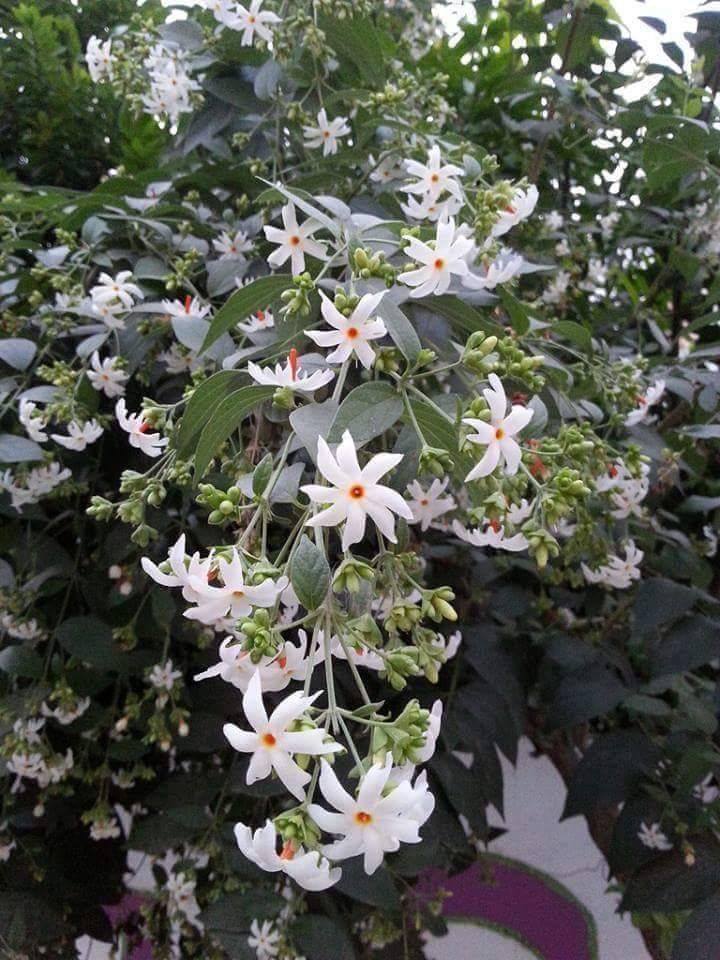 some white flowers and green leaves on a tree