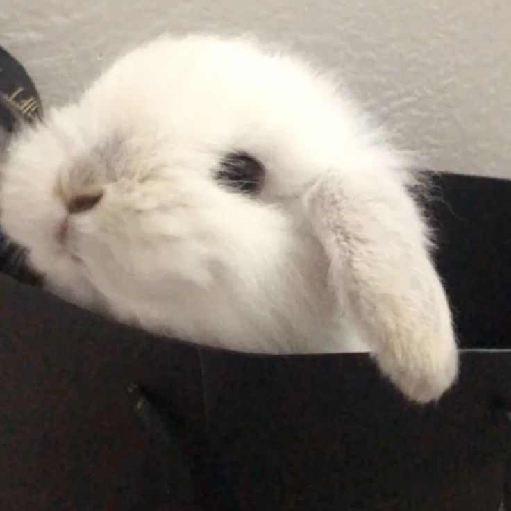 a small white rabbit sitting inside of a black bag with its head in it's mouth