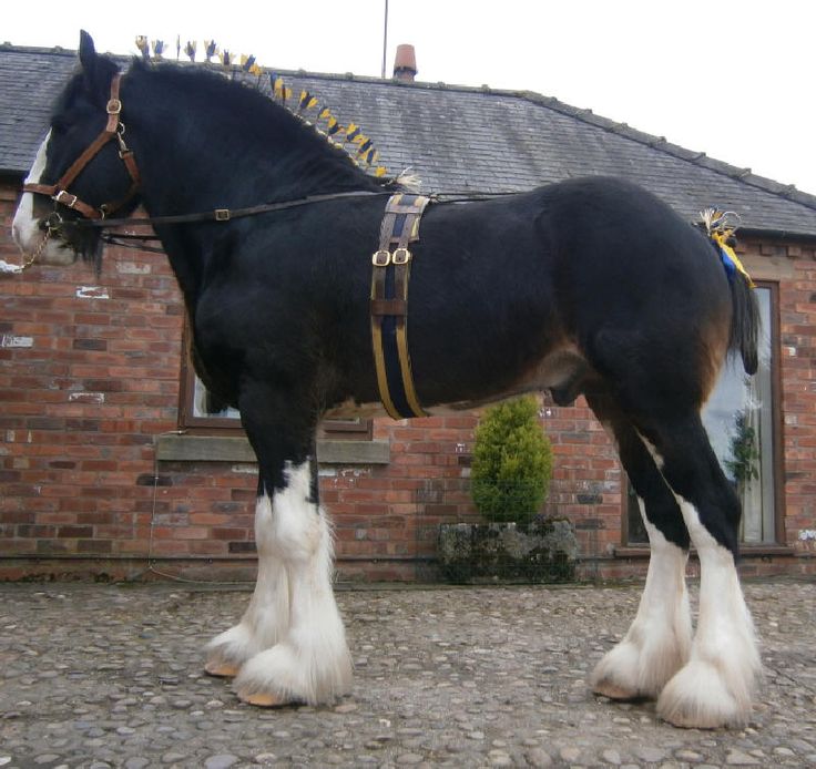 a large black and white horse standing in front of a brick building on cobblestone