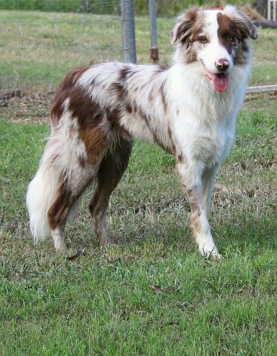 a brown and white dog standing on top of a lush green field