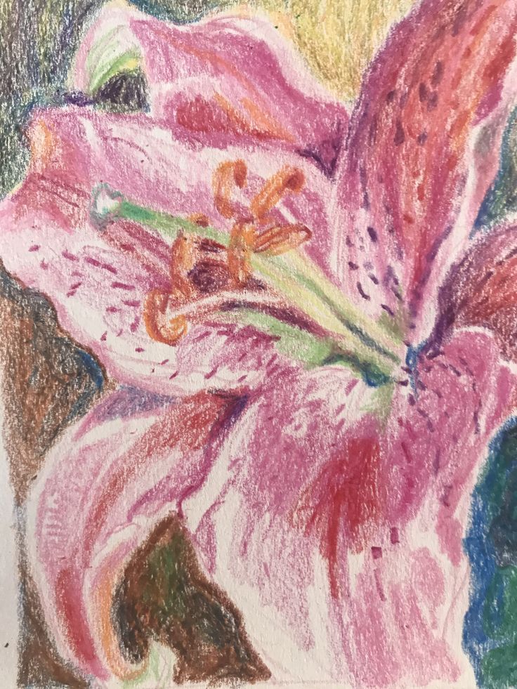 a drawing of a pink flower in pastel and colored crayon pencils