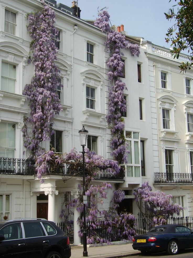 purple flowers are growing on the side of a white building with cars parked in front