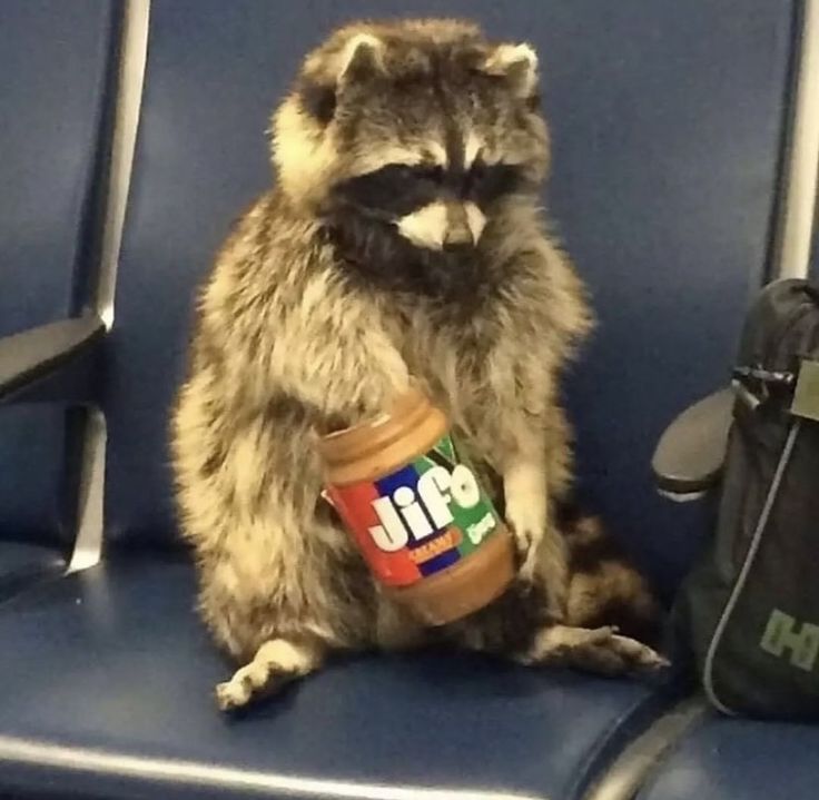 a raccoon sitting on a chair with a jar of peanut butter in it's mouth