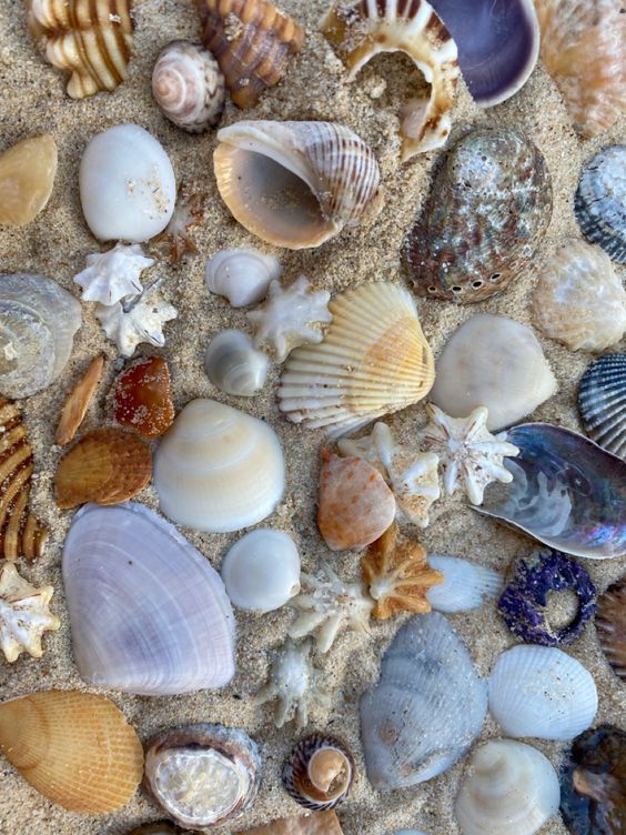 many different types of seashells on the sand