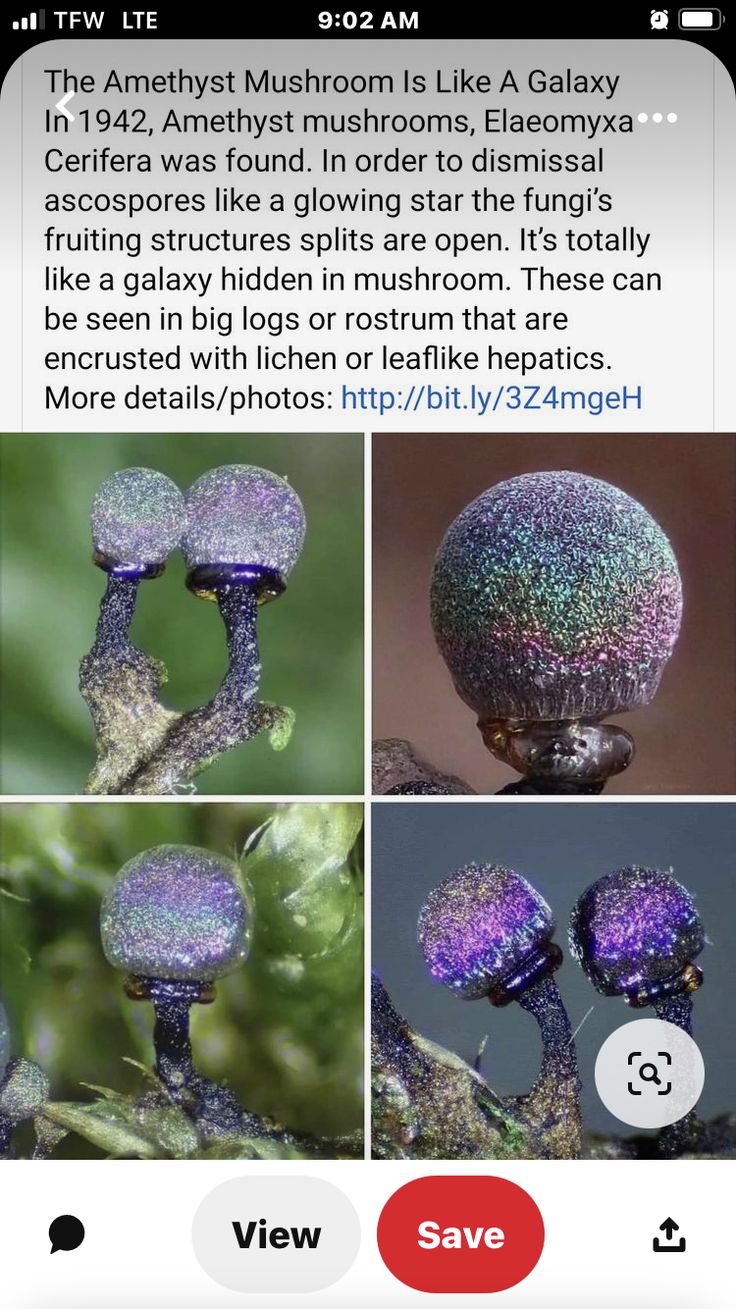 an iphone screen showing different images of mushrooms