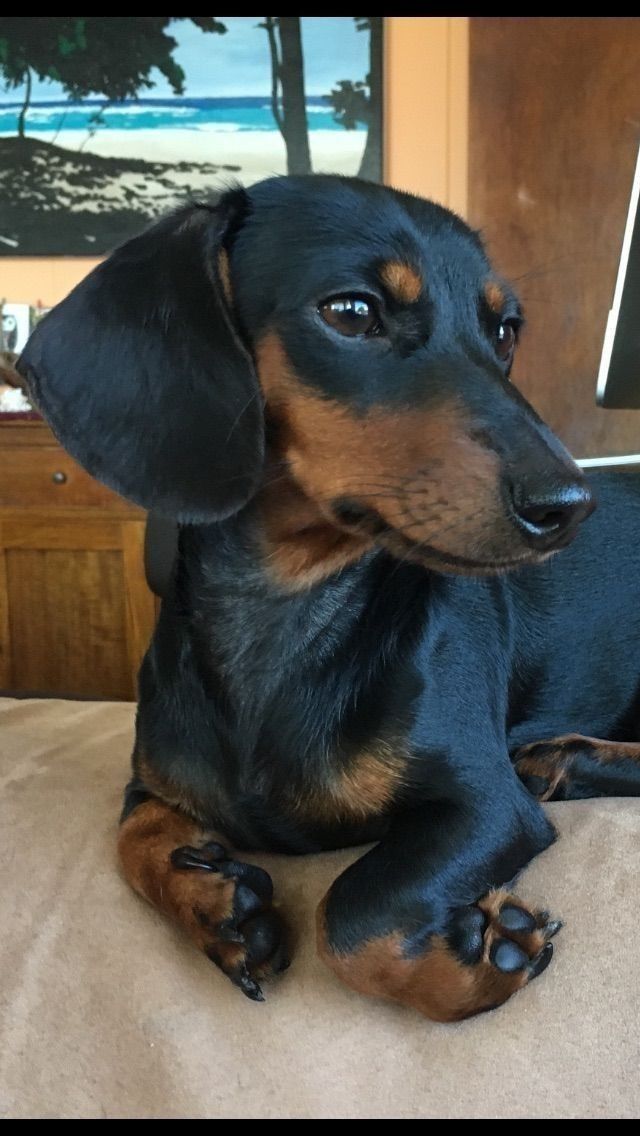 a small black and brown dog laying on top of a bed