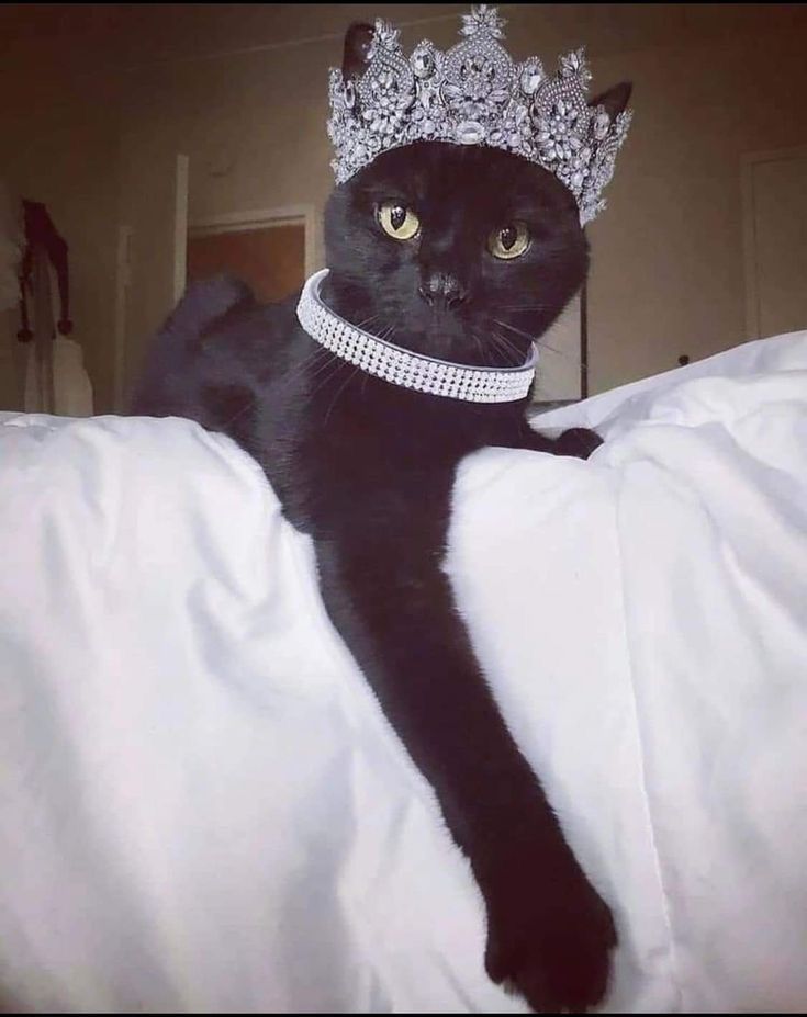 a black cat wearing a tiara on top of a bed