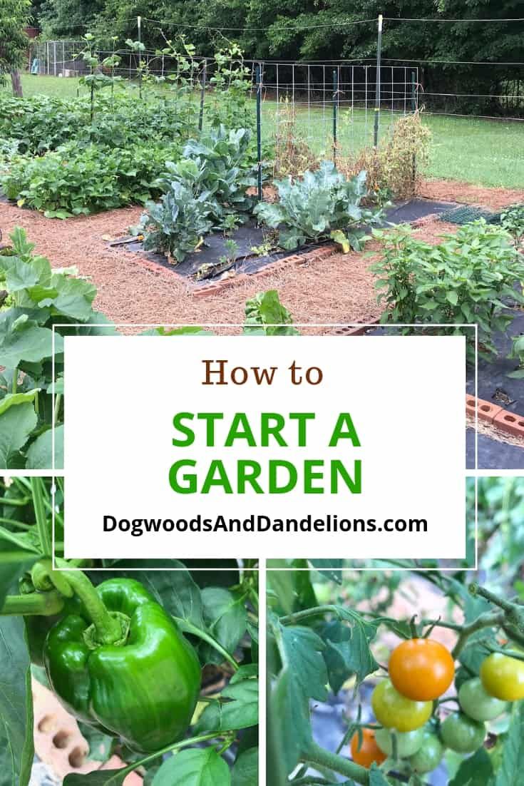 how to start a garden with tomatoes and peppers