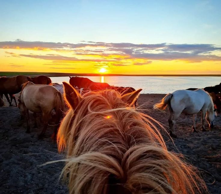 a group of horses standing next to each other on a sandy beach near the ocean