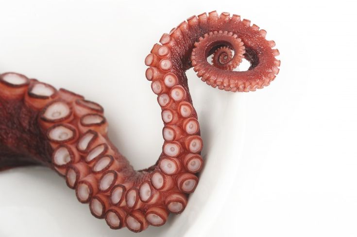 an octopus with its mouth open on a white background