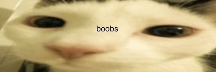 a close up of a cat's face with the word boos written on it