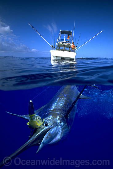 a large fish swimming in the ocean next to a boat with two people on it