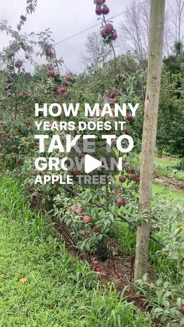 an apple tree with the words how many years does it take to grow an apple tree?