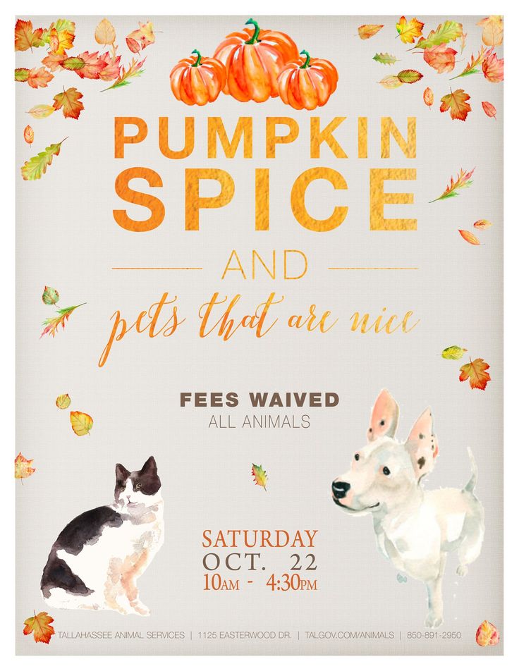 an advertisement for pumpkin spice and pets that are nice