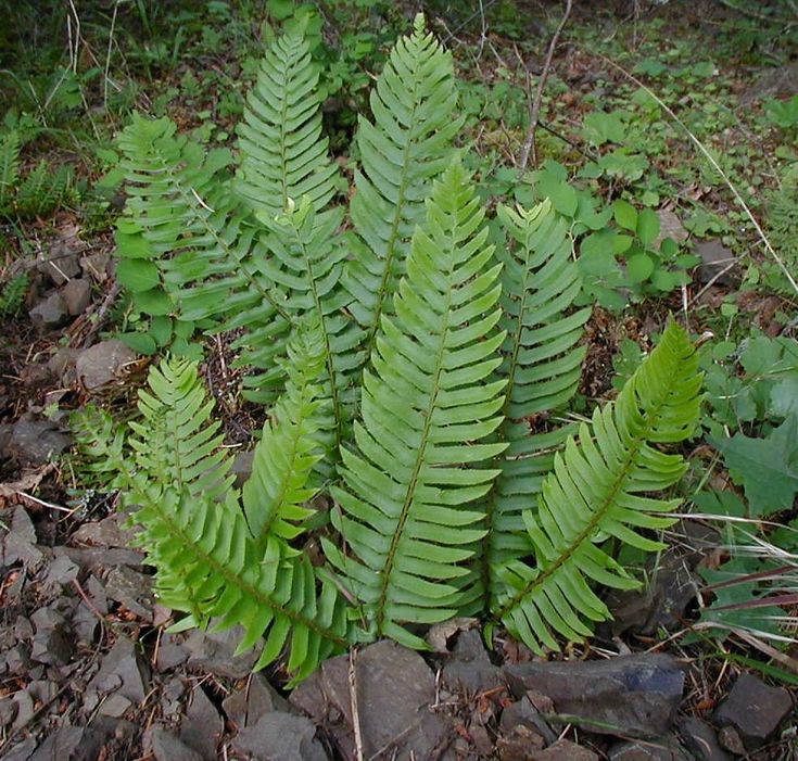 some very pretty green plants in the dirt and grass with leaves on it's sides