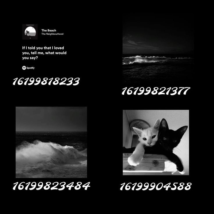 four different pictures with the same cat in each photo and numbers below them to indicate what they are