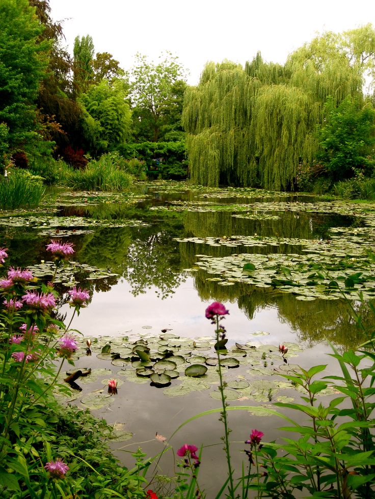 a pond with lily pads and trees in the background